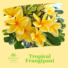 Tropical Frangipani Soy Candle Tin 165g