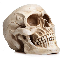 1:1 Replica Realistic Human Adult Skull Head Bone Model