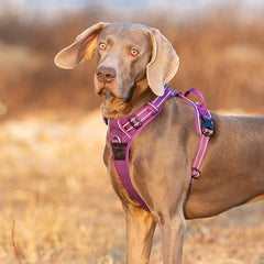 No Pull Harness Purple M