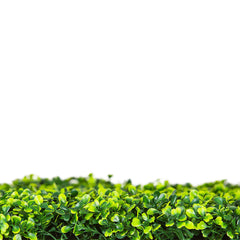 Mixed Boxwood Hedge UV Resistant 75cm Long x 75cm High