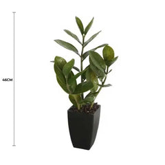 Potted Zanzibar 46cm
