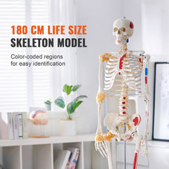 Human Skeleton Model for Anatomy, 182 cm Life Size, Accurate PVC Anatomy Skeleton Model with Ligaments, Movable Arms, Legs & Jaw, with Muscle Origin & Insertion Points, for Professional Teaching