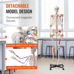 Human Skeleton Model for Anatomy, 182 cm Life Size, Accurate PVC Anatomy Skeleton Model with Ligaments, Movable Arms, Legs & Jaw, with Muscle Origin & Insertion Points, for Professional Teaching