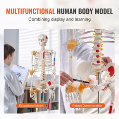 Human Skeleton Model for Anatomy, 182 cm Life Size, Accurate PVC Anatomy Skeleton Model with Ligaments, Movable Arms, Legs & Jaw, with Muscle Origin & Insertion Points, for Professional Teaching