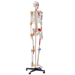 Human Skeleton Model for Anatomy, 182 cm Life Size, Accurate PVC Anatomy Skeleton Model with Ligaments, Movable Arms, Legs & Jaw, with Muscle Origin & Insertion Points, for Professional Teaching
