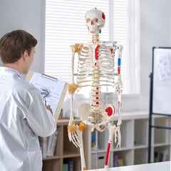 Human Skeleton Model for Anatomy, 182 cm Life Size, Accurate PVC Anatomy Skeleton Model with Ligaments, Movable Arms, Legs & Jaw, with Muscle Origin & Insertion Points, for Professional Teaching