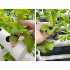 36 Plant Sites Hydroponic Grow Tool Kits Vegetable Garden Planting System Grow Site With 220V Water Pump and Sponge for Leafy Vegetable Home