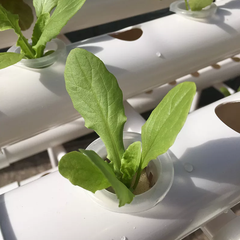 36 Plant Sites Hydroponic Grow Tool Kits Vegetable Garden Planting System Grow Site With 220V Water Pump and Sponge for Leafy Vegetable Home