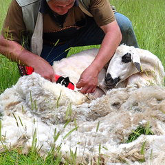 3500RPM Cordless Electric Sheep Shears with Extra 9 Straight Tooth Blades Wool Animal Clipper Kit for Shearing Sheep Goats Cattle --Skin Only