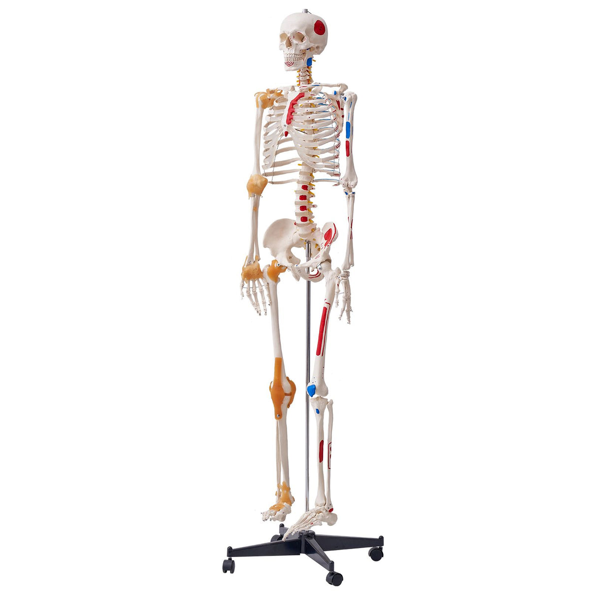Human Skeleton Model for Anatomy, 182 cm Life Size, Accurate PVC Anatomy Skeleton Model with Ligaments, Movable Arms, Legs & Jaw, with Muscle Origin & Insertion Points, for Professional Teaching