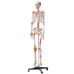 Human Skeleton Model for Anatomy, 182 cm Life Size, Accurate PVC Anatomy Skeleton Model with Ligaments, Movable Arms, Legs & Jaw, with Muscle Origin & Insertion Points, for Professional Teaching