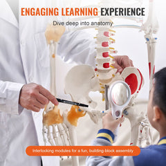 Human Skeleton Model for Anatomy, 182 cm Life Size, Accurate PVC Anatomy Skeleton Model with Ligaments, Movable Arms, Legs & Jaw, with Muscle Origin & Insertion Points, for Professional Teaching
