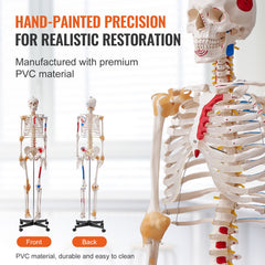 Human Skeleton Model for Anatomy, 182 cm Life Size, Accurate PVC Anatomy Skeleton Model with Ligaments, Movable Arms, Legs & Jaw, with Muscle Origin & Insertion Points, for Professional Teaching