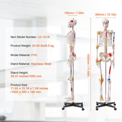Human Skeleton Model for Anatomy, 182 cm Life Size, Accurate PVC Anatomy Skeleton Model with Ligaments, Movable Arms, Legs & Jaw, with Muscle Origin & Insertion Points, for Professional Teaching