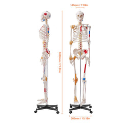 Human Skeleton Model for Anatomy, 182 cm Life Size, Accurate PVC Anatomy Skeleton Model with Ligaments, Movable Arms, Legs & Jaw, with Muscle Origin & Insertion Points, for Professional Teaching