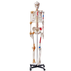 Human Skeleton Model for Anatomy, 182 cm Life Size, Accurate PVC Anatomy Skeleton Model with Ligaments, Movable Arms, Legs & Jaw, with Muscle Origin & Insertion Points, for Professional Teaching