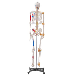 Human Skeleton Model for Anatomy, 182 cm Life Size, Accurate PVC Anatomy Skeleton Model with Ligaments, Movable Arms, Legs & Jaw, with Muscle Origin & Insertion Points, for Professional Teaching