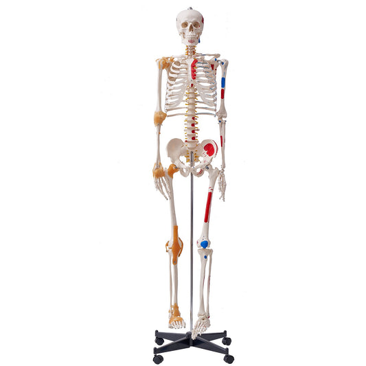 Human Skeleton Model for Anatomy, 182 cm Life Size, Accurate PVC Anatomy Skeleton Model with Ligaments, Movable Arms, Legs & Jaw, with Muscle Origin & Insertion Points, for Professional Teaching