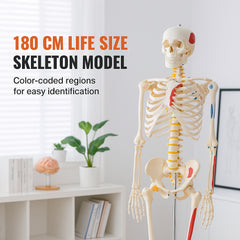 Human Skeleton Model for Anatomy, 182 cm Life Size, Accurate PVC Anatomy Skeleton Model with Ligaments, Movable Arms, Legs & Jaw, with Muscle Origin & Insertion Points, for Professional Teaching