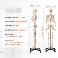 Human Skeleton Model for Anatomy, 182 cm Life Size, Accurate PVC Anatomy Skeleton Model with Ligaments, Movable Arms, Legs & Jaw, with Muscle Origin & Insertion Points, for Professional Teaching