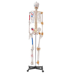 Human Skeleton Model for Anatomy, 182 cm Life Size, Accurate PVC Anatomy Skeleton Model with Ligaments, Movable Arms, Legs & Jaw, with Muscle Origin & Insertion Points, for Professional Teaching